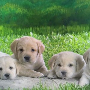 Meet your Posher, Julius